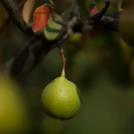 Del Monastero Dronero
