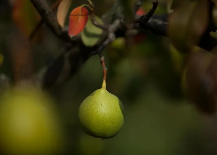 Del Monastero Dronero